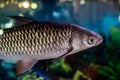 Ornamental aquarium fish. Royalty Free Stock Photo